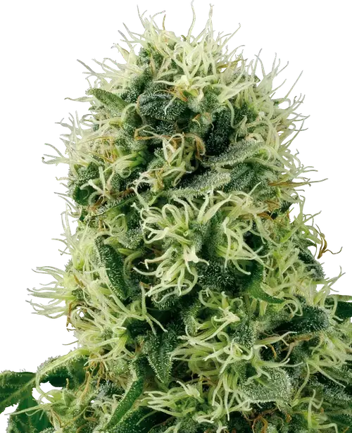 Pure Power Plant Feminized