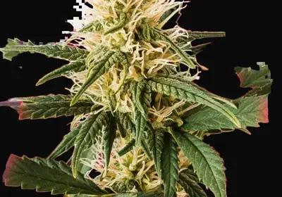 Pure Power Plant