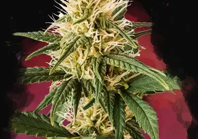 Pure Power Plant