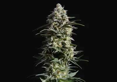 Pure Skunk Go Fast