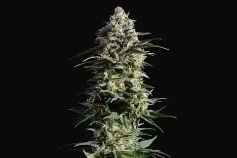 Pure Skunk Go Fast