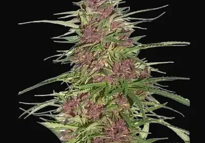 Purple #1