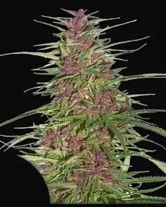Purple #1 Regular
