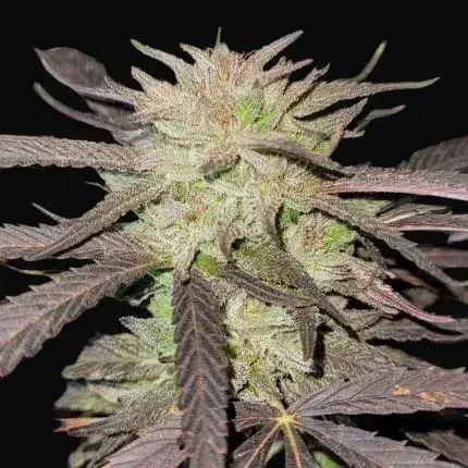 Purple #1 Regular — zdjęcie 2