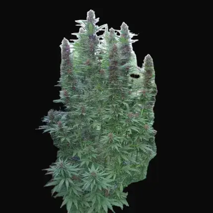 Purple #1 Regular — zdjęcie 4