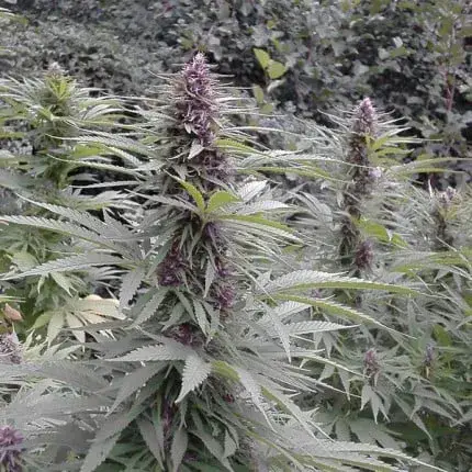 Purple #1 Regular — zdjęcie 3