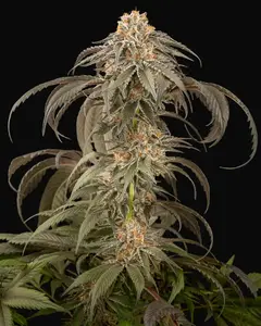 Purple Afghan Kush