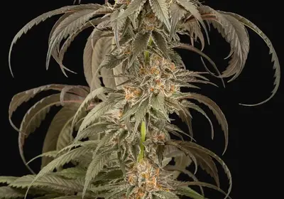 Purple Afghan Kush