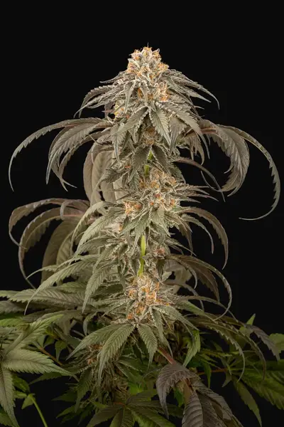 Purple Afghan Kush
