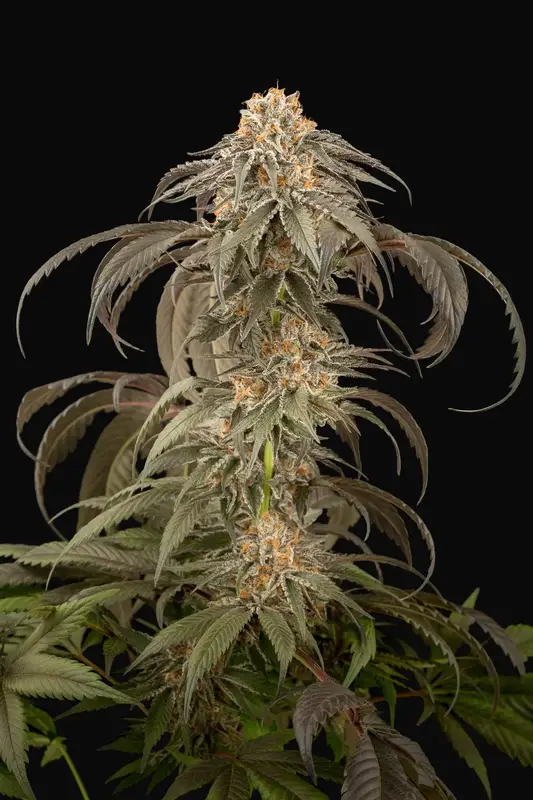 Purple Afghan Kush