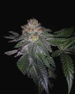 Purple Banana Cream