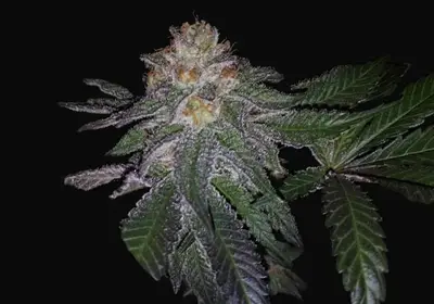 Purple Banana Cream