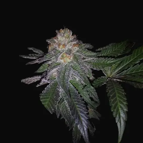 Purple Banana Cream
