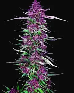 Purple Berry Kush