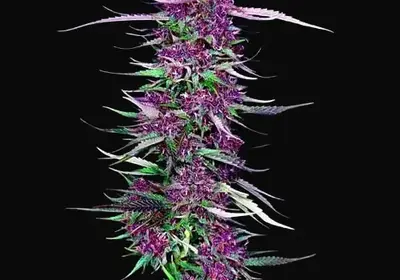 Purple Berry Kush