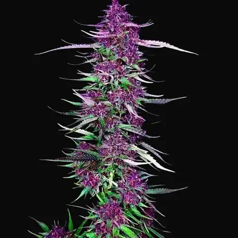 Purple Berry Kush