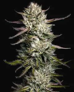 Purple Berry Muffinz Feminized