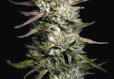Purple Berry Muffinz Feminized