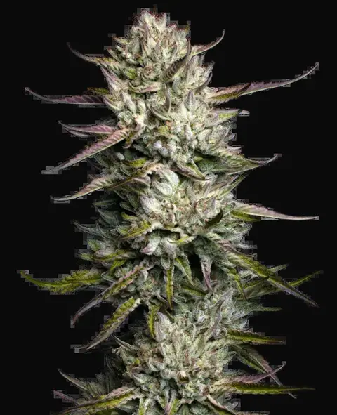 Purple Berry Muffinz Feminized