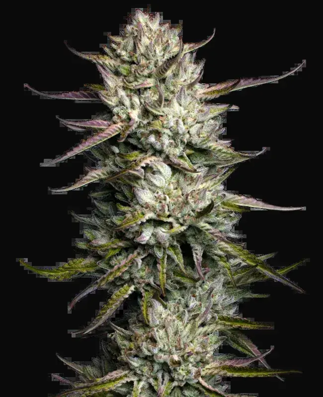 Purple Berry Muffinz Feminized