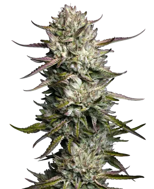 Purple Berry Muffinz Feminized