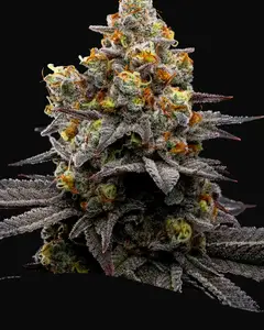Purple Boost Highness