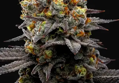 Purple Boost Highness