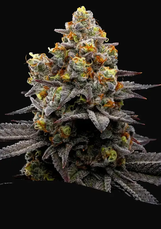 Purple Boost Highness