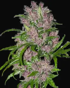 Purple Bud Automatic