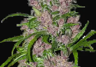 Purple Bud Automatic