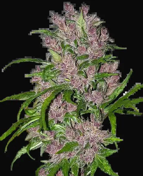 Purple Bud Automatic