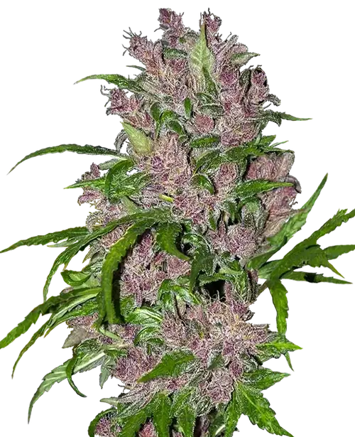 Purple Bud Automatic