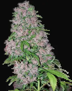 Purple Bud Feminized