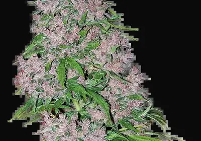 Purple Bud Feminized