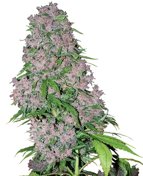 Purple Bud Feminized