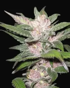 Purple Chem