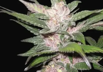 Purple Chem