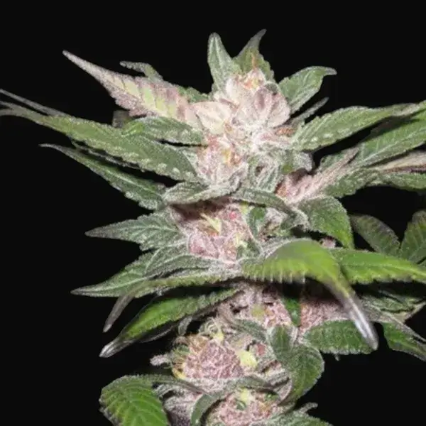 Purple Chem