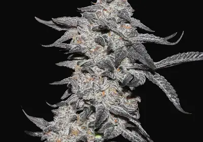 Purple Cherry Popper