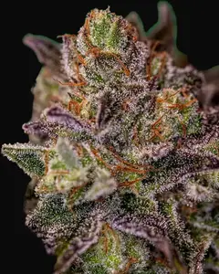 Purple Cherry