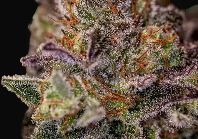 Purple Cherry