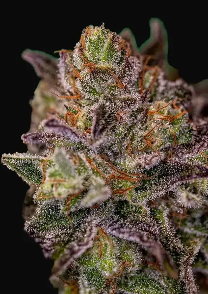Purple Cherry