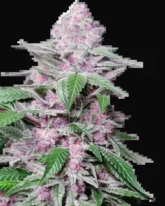 Purple Cookie Kush Feminized