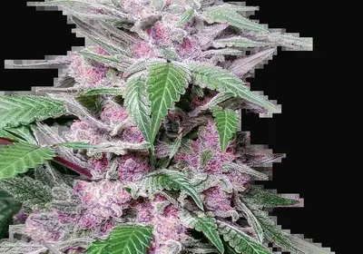 Purple Cookie Kush Feminized