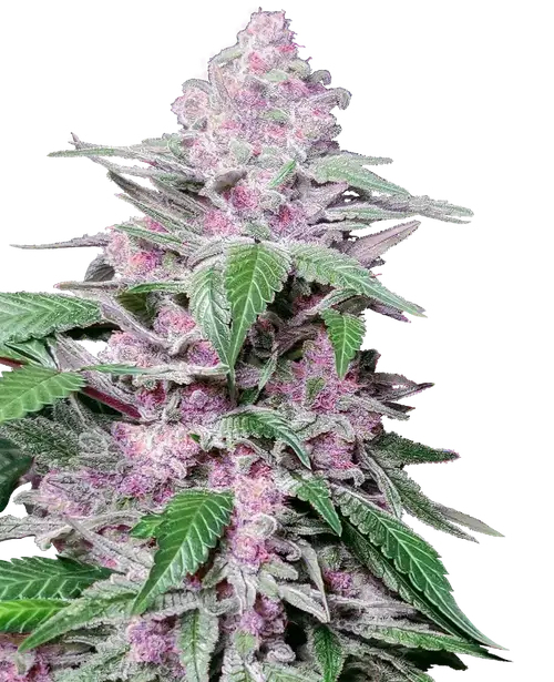 Purple Cookie Kush Feminized