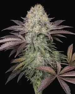 Purple Crack