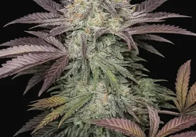 Purple Crack