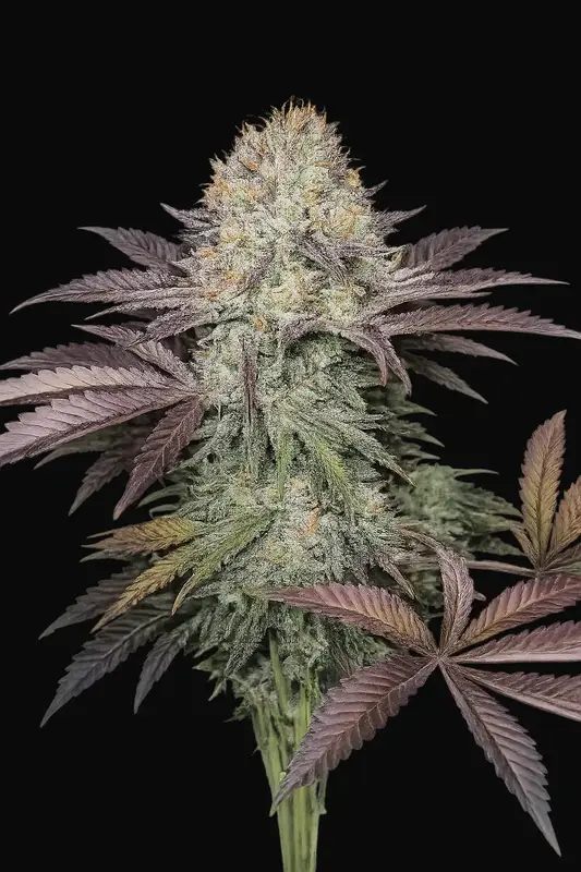 Purple Crack