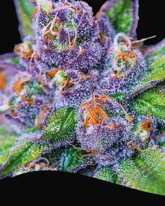 Purple Domina Auto