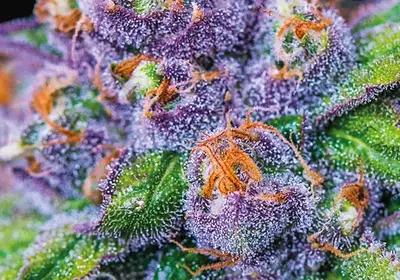 Purple Domina Auto